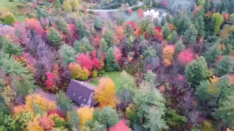 autumn fall trees